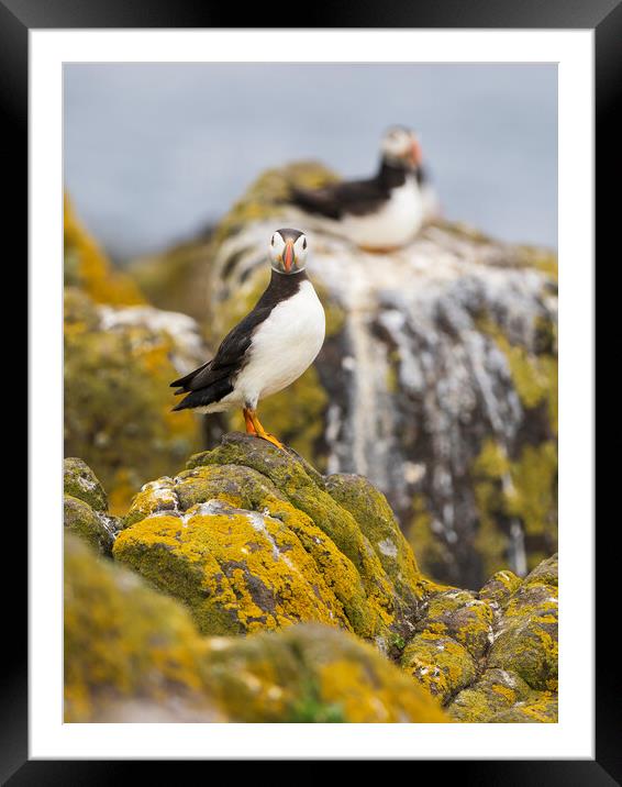 Atlantic Puffin Looking At Camera. Framed Mounted Print by Tommy Dickson
