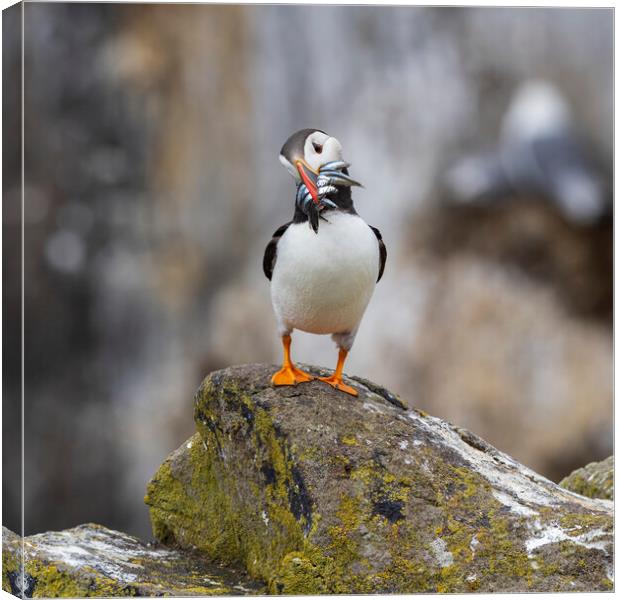 Atlantic Puffin Canvas Print by Tommy Dickson