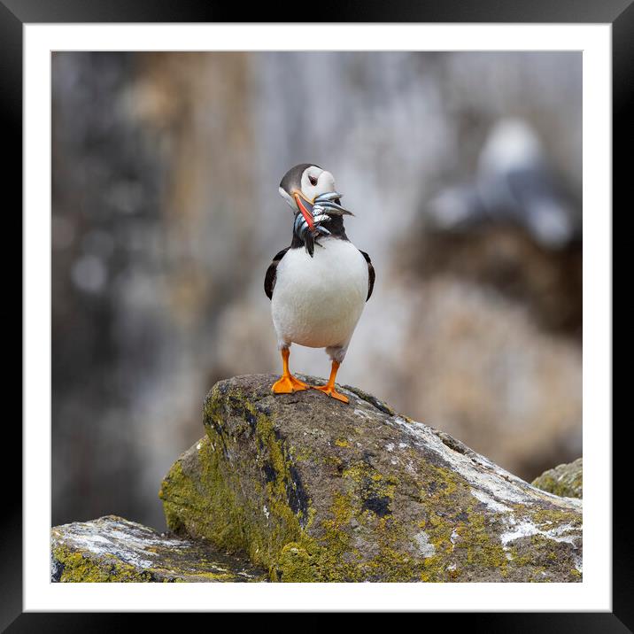 Atlantic Puffin Framed Mounted Print by Tommy Dickson