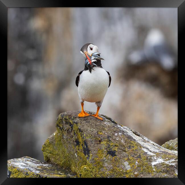 Atlantic Puffin Framed Print by Tommy Dickson