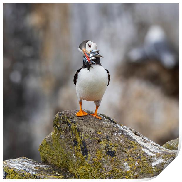Atlantic Puffin Print by Tommy Dickson