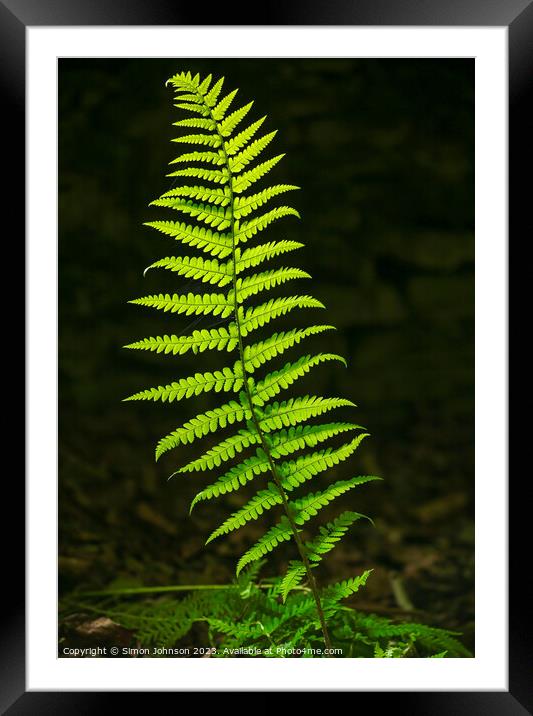 Luminous fern Framed Mounted Print by Simon Johnson