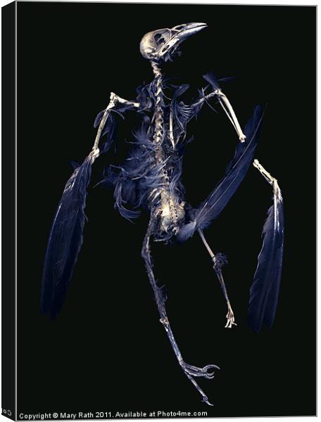 Crow Skeleton Canvas Print by Mary Rath