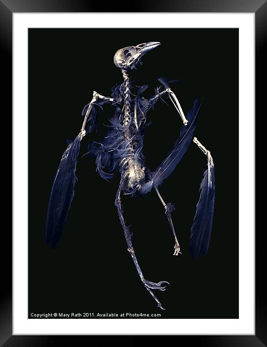Crow Skeleton Framed Mounted Print by Mary Rath