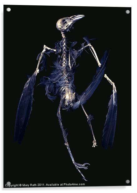 Crow Skeleton Acrylic by Mary Rath
