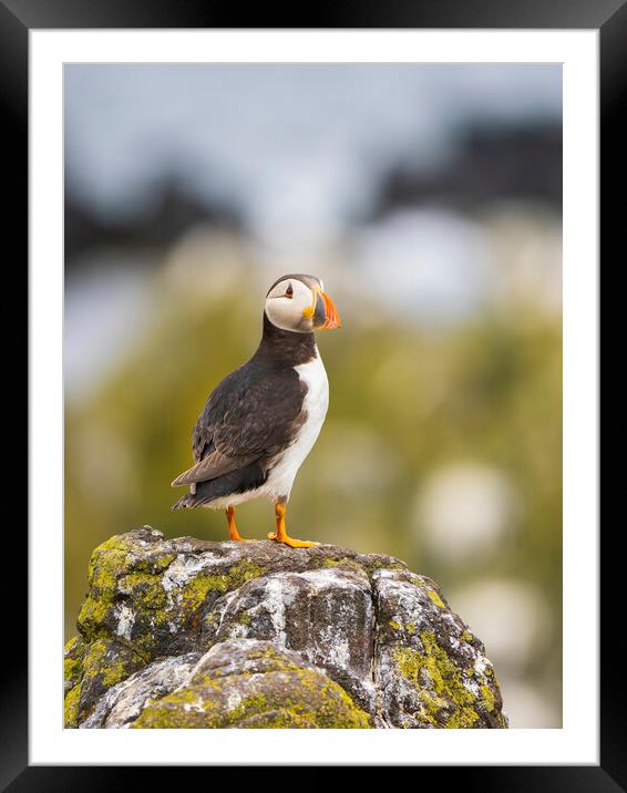 Atlantic Puffin on the Isle Of May. Framed Mounted Print by Tommy Dickson