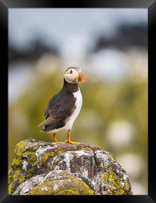 Atlantic Puffin on the Isle Of May. Framed Print by Tommy Dickson