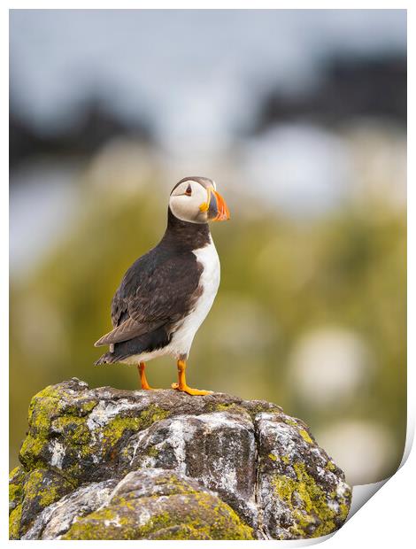 Atlantic Puffin on the Isle Of May. Print by Tommy Dickson