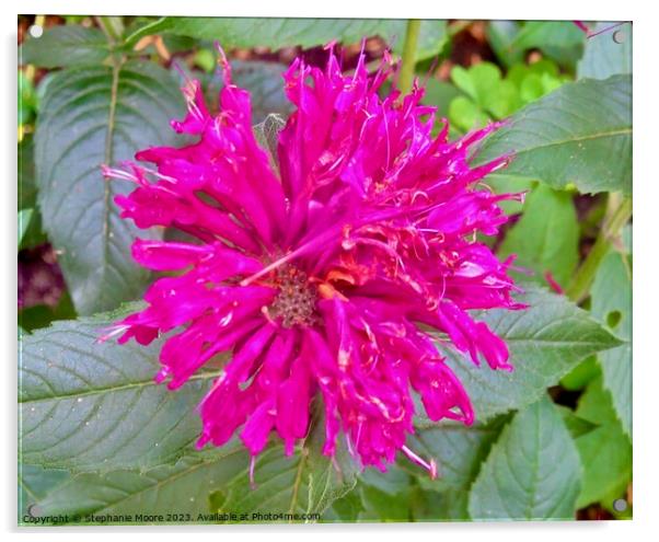 Pink flower Acrylic by Stephanie Moore