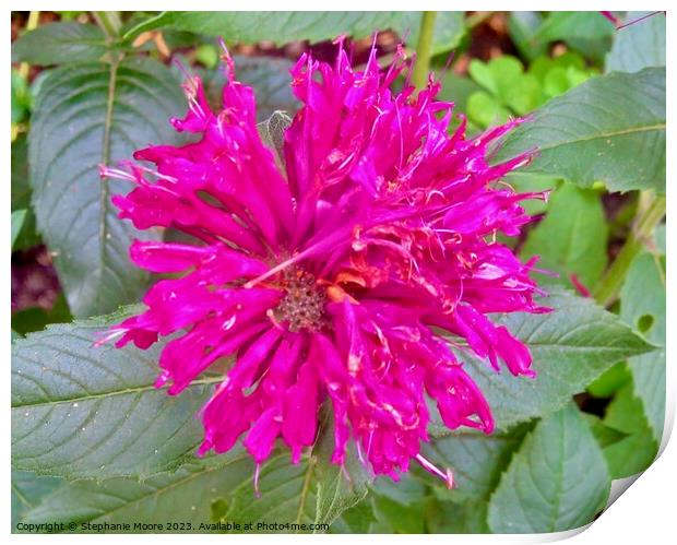 Pink flower Print by Stephanie Moore