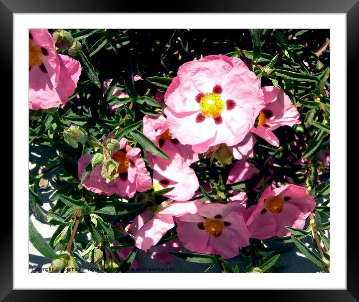 Roses of Sharon Framed Mounted Print by Stephanie Moore