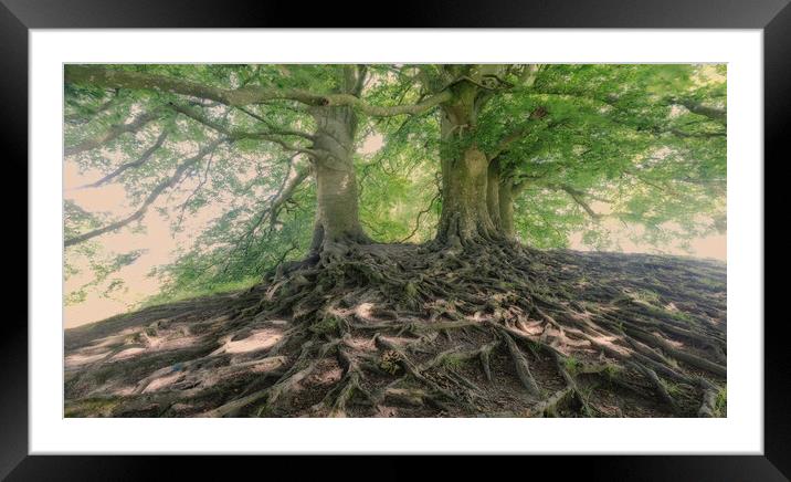 Avebury Beech Trees Framed Mounted Print by Mark Godden