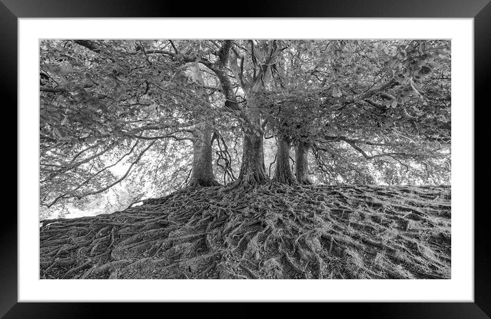 Avebury Beech Trees Framed Mounted Print by Mark Godden