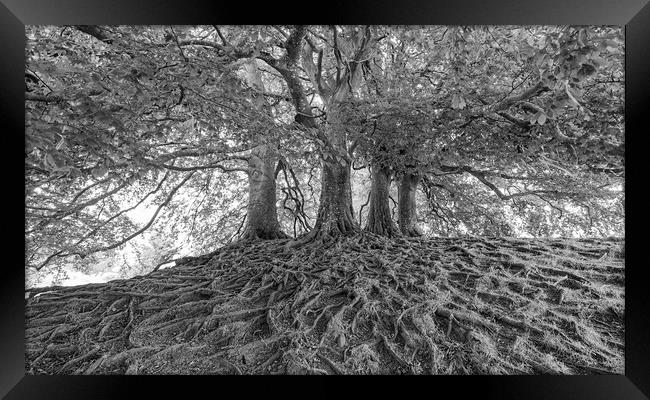 Avebury Beech Trees Framed Print by Mark Godden