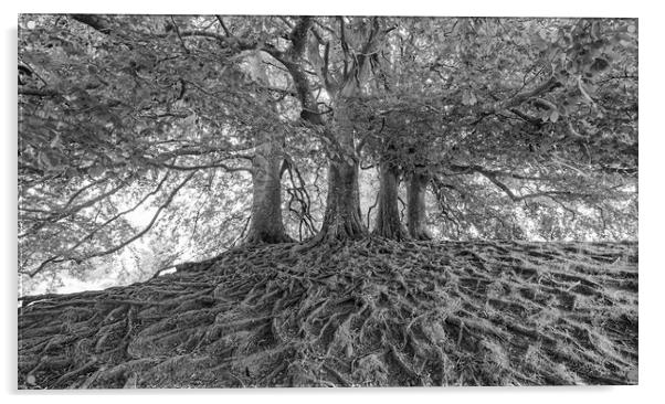 Avebury Beech Trees Acrylic by Mark Godden