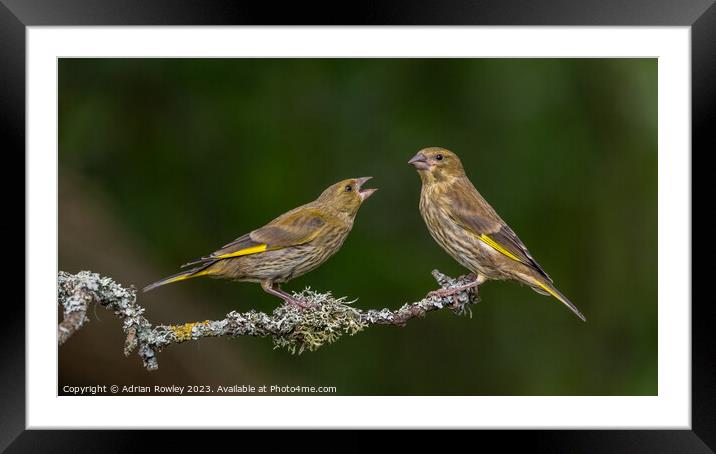 Feathered Serenity on a Bough Framed Mounted Print by Adrian Rowley