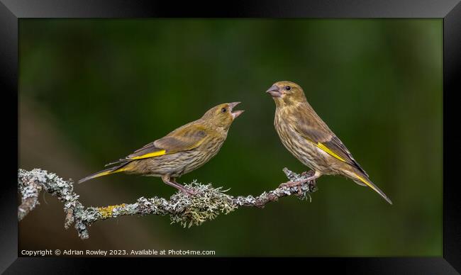 Feathered Serenity on a Bough Framed Print by Adrian Rowley