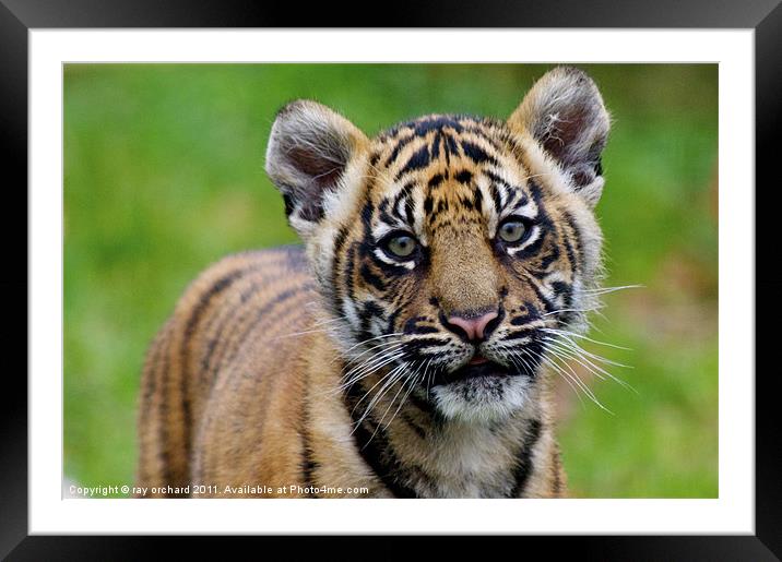 sumatran tiger cub Framed Mounted Print by ray orchard