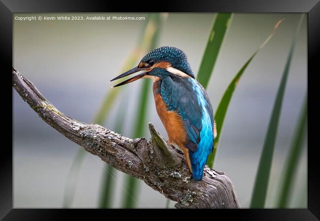 Kingfisher perched on a log ready to dive for a fish Framed Print by Kevin White
