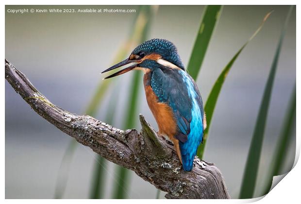 Kingfisher perched on a log ready to dive for a fish Print by Kevin White