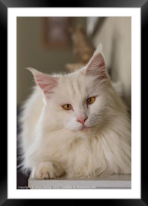 Maine Coon Cat Framed Mounted Print by Kirsty Barber