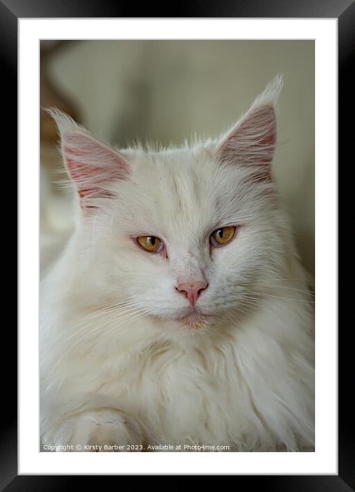 Maine Coon Cat Framed Mounted Print by Kirsty Barber