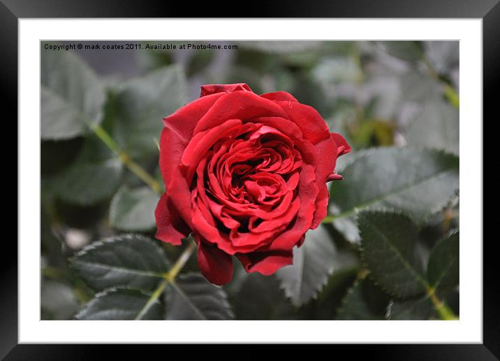 Red rose Framed Mounted Print by mark coates