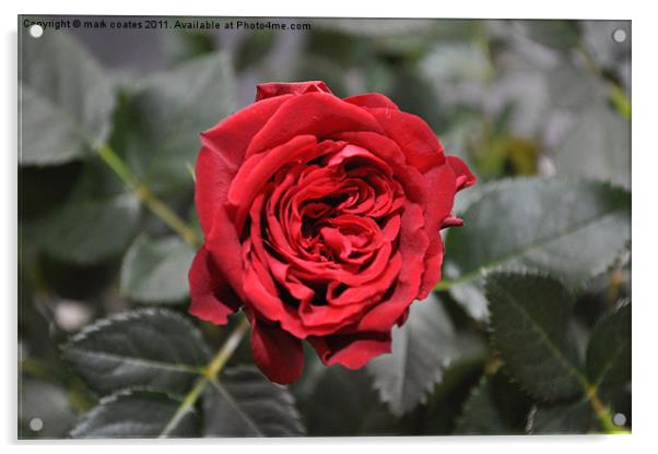 Red rose Acrylic by mark coates