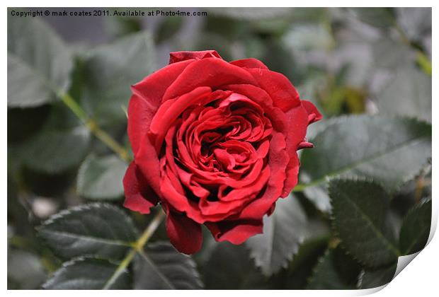 Red rose Print by mark coates