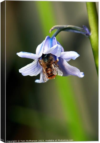 'Blossoming Involvement of Bees' Canvas Print by Tom McPherson