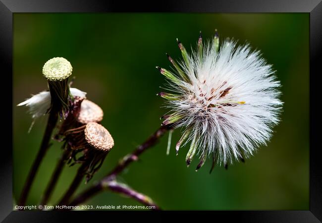 Vibrant Tropical Wonder: Crassocephalum Crepidioid Framed Print by Tom McPherson