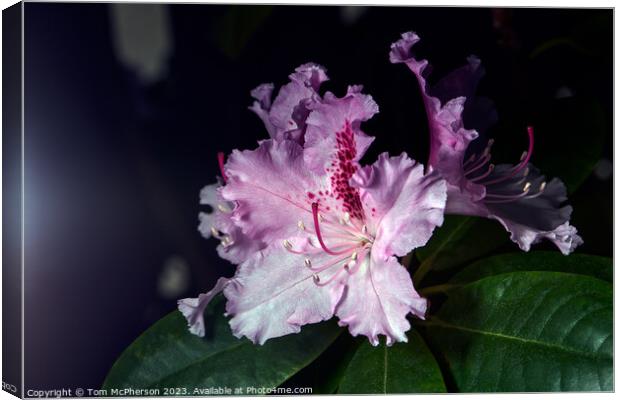 "Vibrant Rhododendron: A Floral Symphony" Canvas Print by Tom McPherson
