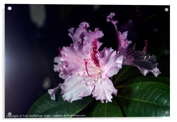 "Vibrant Rhododendron: A Floral Symphony" Acrylic by Tom McPherson