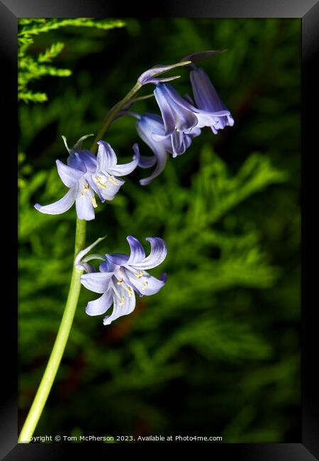 Enthralling Springtime Bluebell Spectacle Framed Print by Tom McPherson