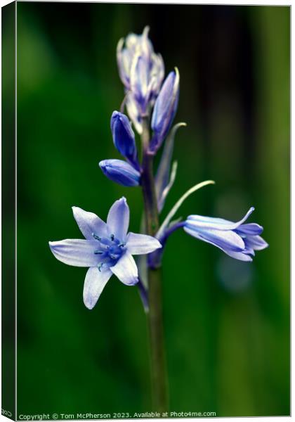 Enigmatic Bluebell in Spring Canvas Print by Tom McPherson