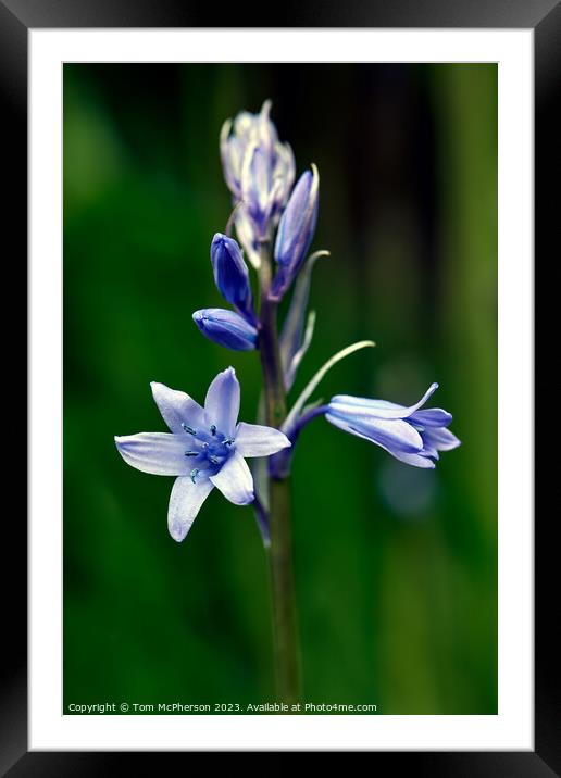 Enigmatic Bluebell in Spring Framed Mounted Print by Tom McPherson