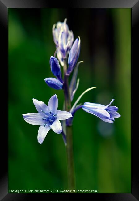 Enigmatic Bluebell in Spring Framed Print by Tom McPherson