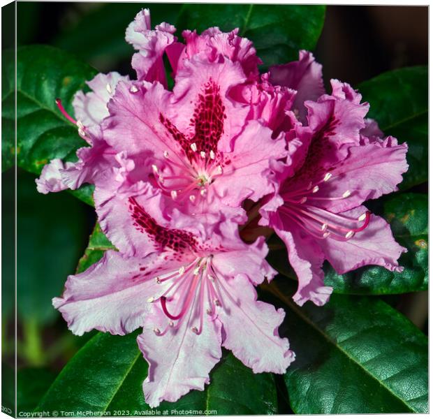 Rhododendron Brilliance: A Botanical Wonder Canvas Print by Tom McPherson