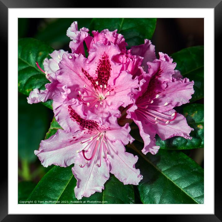 Rhododendron Brilliance: A Botanical Wonder Framed Mounted Print by Tom McPherson