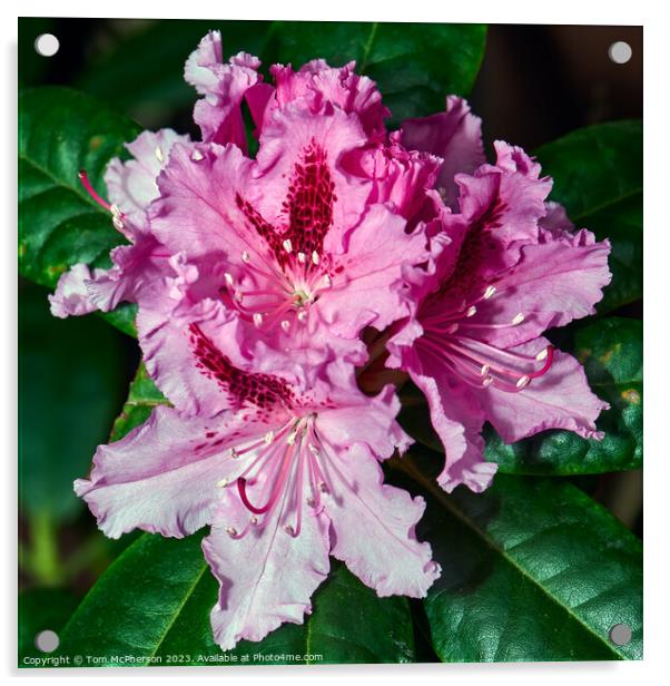 Rhododendron Brilliance: A Botanical Wonder Acrylic by Tom McPherson
