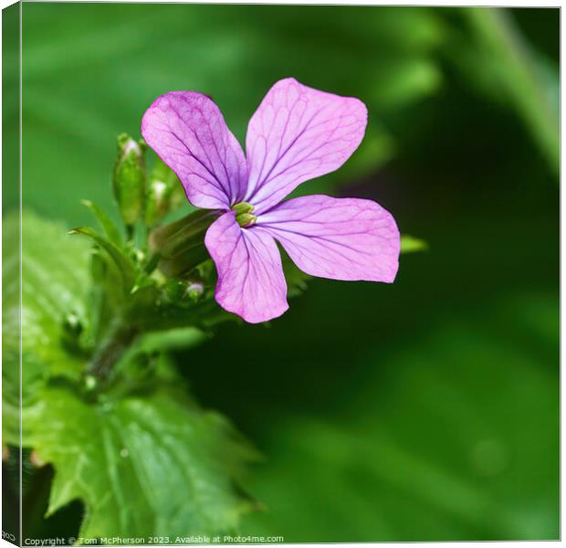 'Lunaria: The Cottage Garden's Jewel' Canvas Print by Tom McPherson