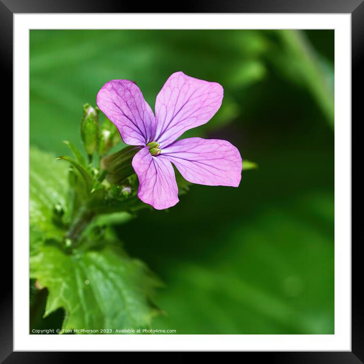 'Lunaria: The Cottage Garden's Jewel' Framed Mounted Print by Tom McPherson