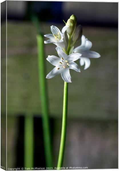 Uncommon White Bluebell Captured Canvas Print by Tom McPherson