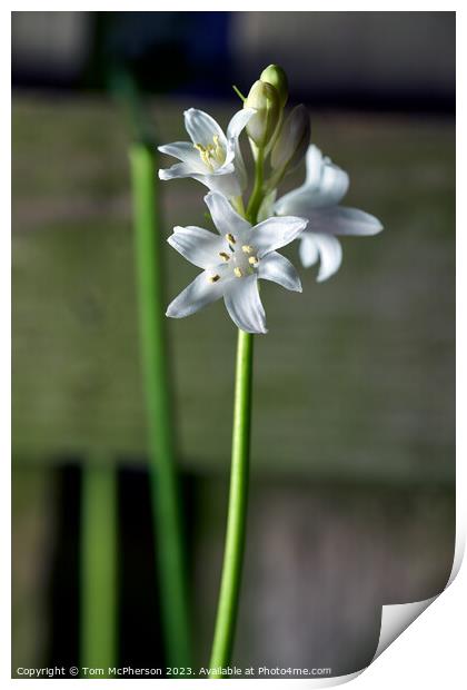 Uncommon White Bluebell Captured Print by Tom McPherson