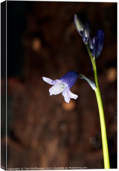 Enthralling Springtime Bluebell Spectacle Canvas Print by Tom McPherson