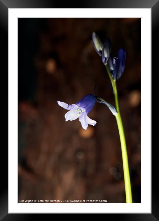 Enthralling Springtime Bluebell Spectacle Framed Mounted Print by Tom McPherson