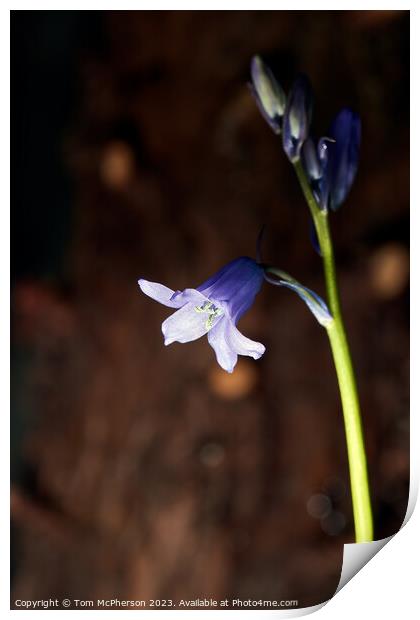 Enthralling Springtime Bluebell Spectacle Print by Tom McPherson