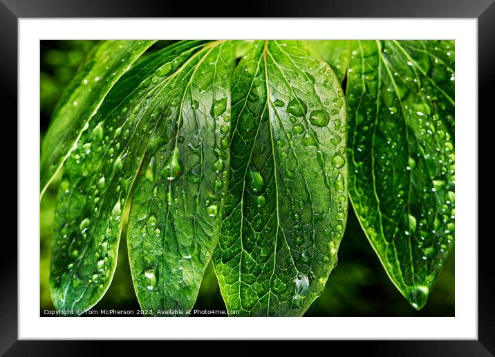 Dew-Kissed Verdant Foliage Framed Mounted Print by Tom McPherson