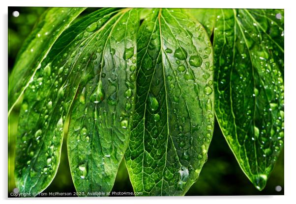 Dew-Kissed Verdant Foliage Acrylic by Tom McPherson