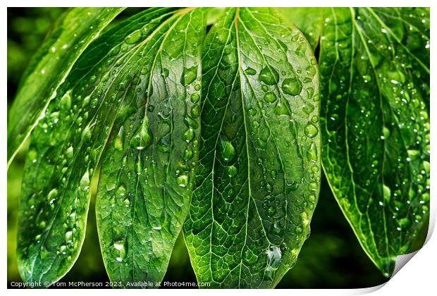 Dew-Kissed Verdant Foliage Print by Tom McPherson